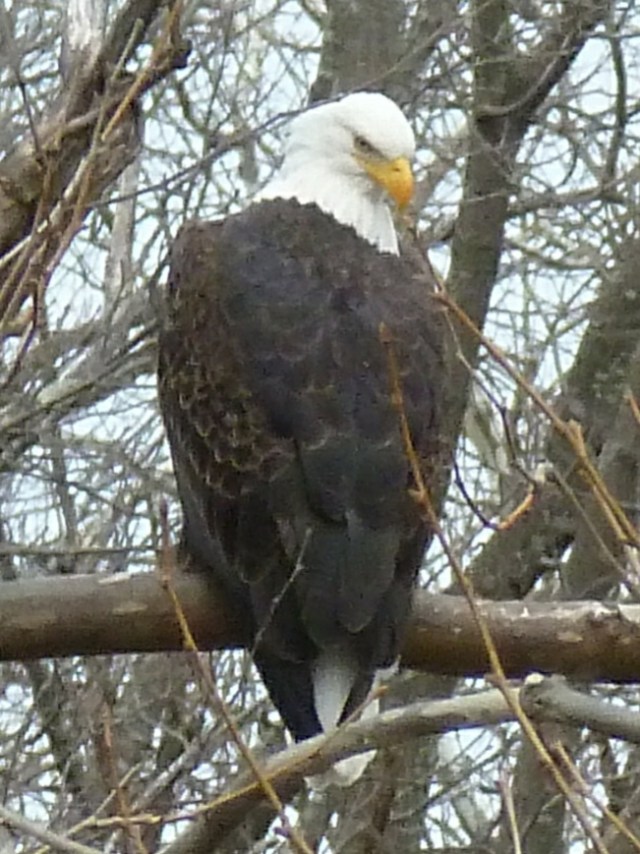 Bald Eagle 2